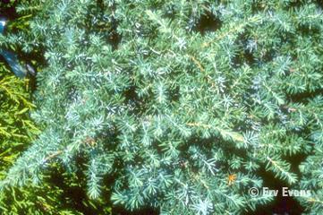 Shore Juniper Silver Mist