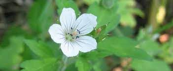 Geranium Species, Hardy Geranium, Nepal Cranesbill