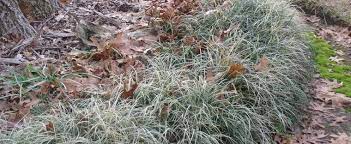 Ophiopogon, Variegated Mondo Grass, Monkey Grass Variegata