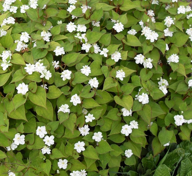Houttuynia Flore Pleno