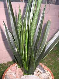 Sansevieria, Snake Plant Cranes Black Sport