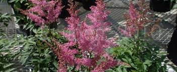Astilbe, False Spirea, False Goats Beard Younique Lilac