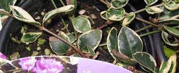 Common Periwinkle, Creeping Myrtle, Flower-of-Death Moonlit