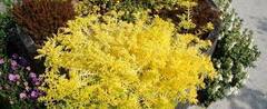 Petrosedum, Crooked Yellow Sedum, Jenny's Stonecrop, Spruce-Leaved Stonecrop, Stone Orpine 'Lemon Coral'
