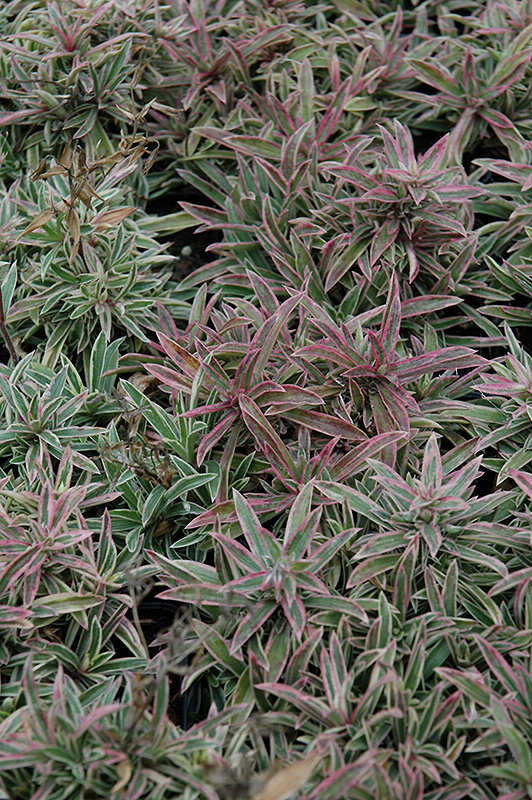 Creeping Phlox Variegata