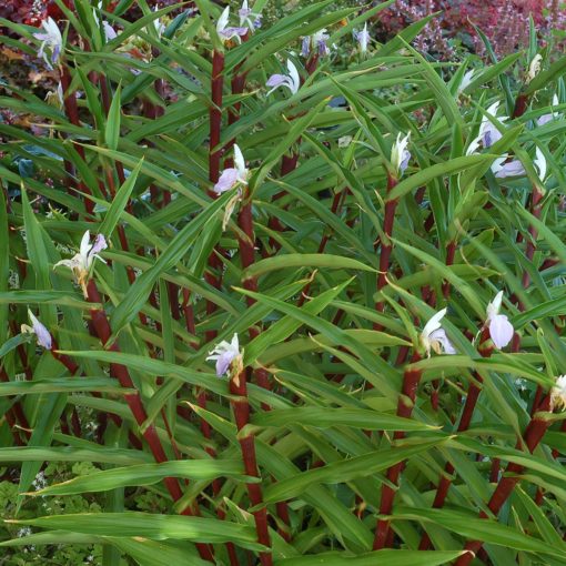 Roscoea Cinnamon Stick