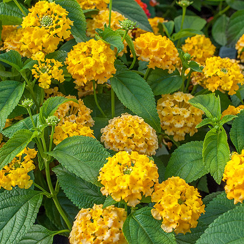 Lantana Chapel Hill Yellow