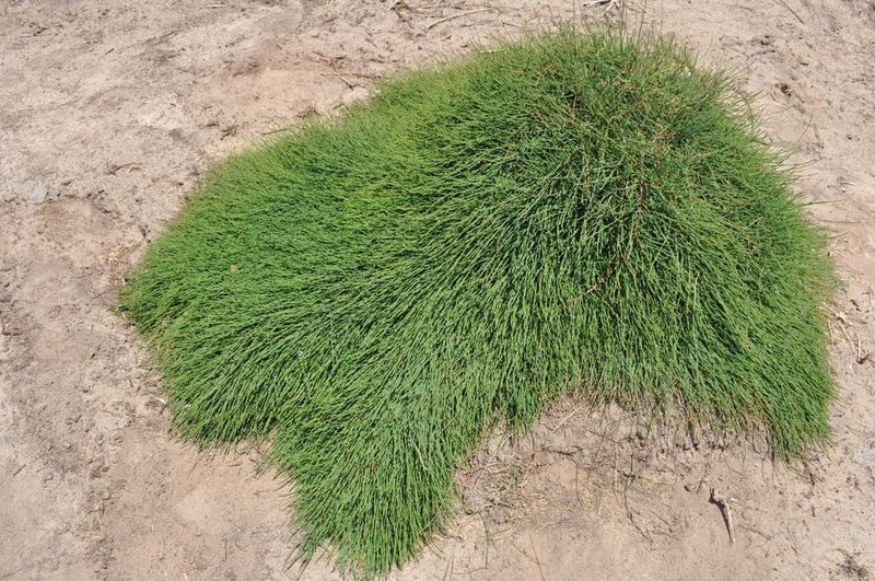 Casuarina, Prostrate Swamp Oak Cousin It