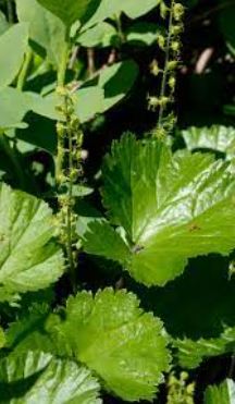 Brewers Mitrewort, Feathery Bishops Cap