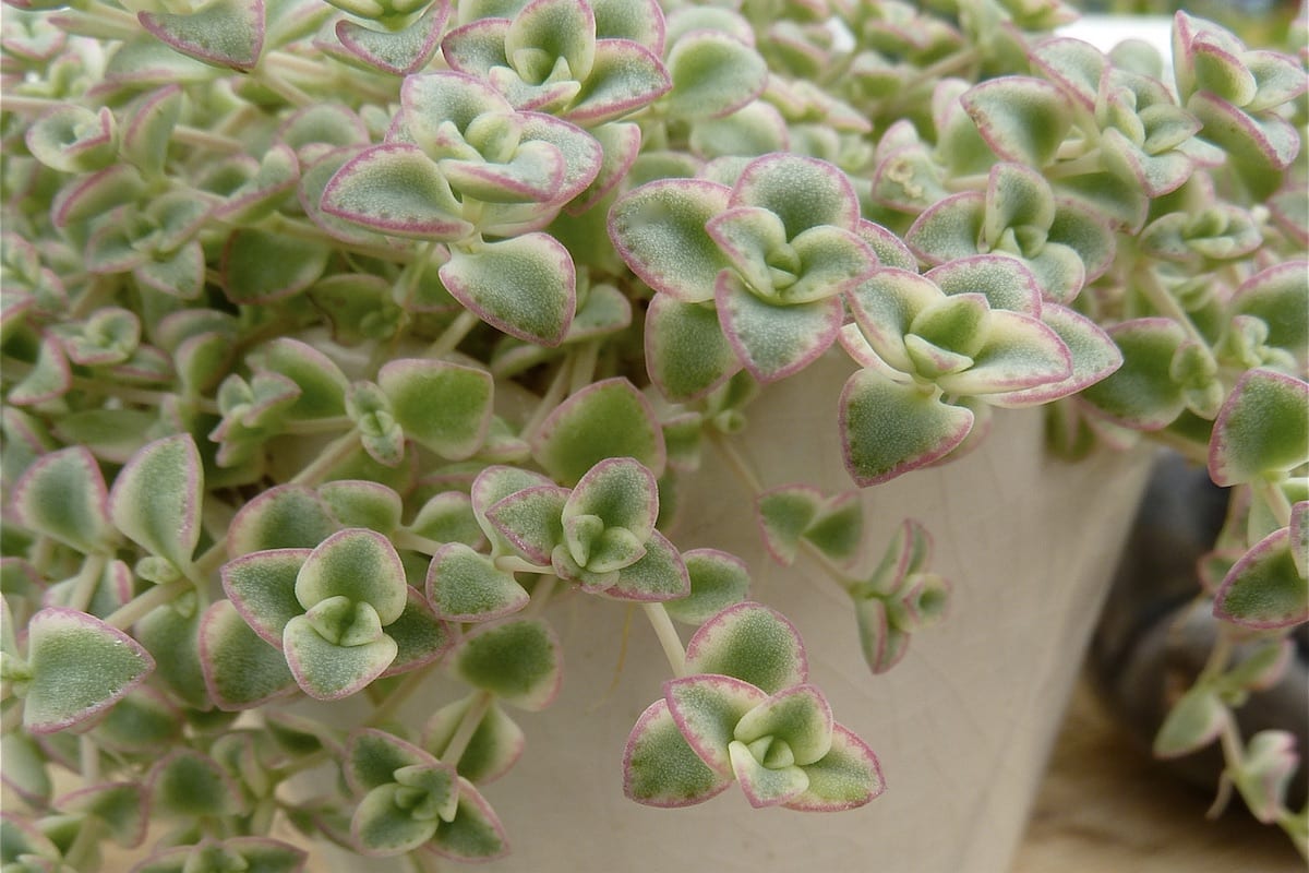 Crassula Species, Miniature Crassula
