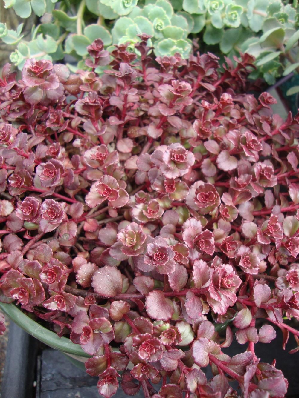 Phedimus, Creeping Sedum, Two-Row Stonecrop Bronze Carpet