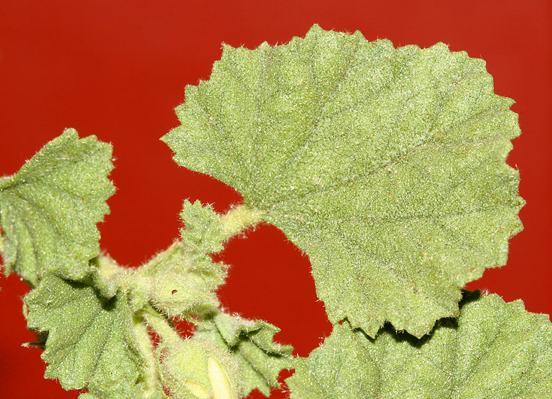 Alkali Mallow, Cheeseweed, Dollar Weed