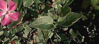 Common Periwinkle, Creeping Myrtle, Flower-of-Death La Grave