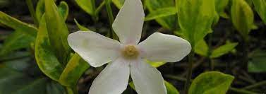 Common Periwinkle, Creeping Myrtle, Flower-of-Death Alba