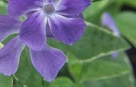 Vinca, Common Periwinkle, Creeping Myrtle, Flower-of-Death Argenteovariegata