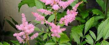 Astilbe, False Spirea, False Goats Beard Jacqueline