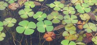 European Water Fern, Water Clover