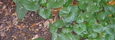 Asarum Species, Ginger, Japanese Wild Ginger