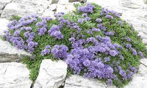 Globularia Species, Leather Leaf Powder Puff