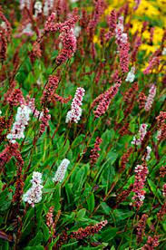 Bistorta, Himalayan Fleece Flower, Himalayan Knotweed Donald Lowndes