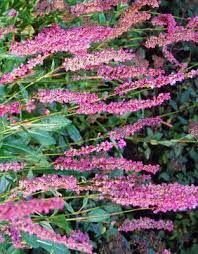 Bistorta, Himalayan Fleece Flower, Himalayan Knotweed Dimity