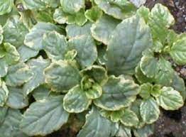 Ajuga, Variegated Bugle, Bugleweed, Carpet Bugle Variegata