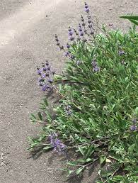 Salvia, Creeping Sage, Sonoma Sage Bees Bliss