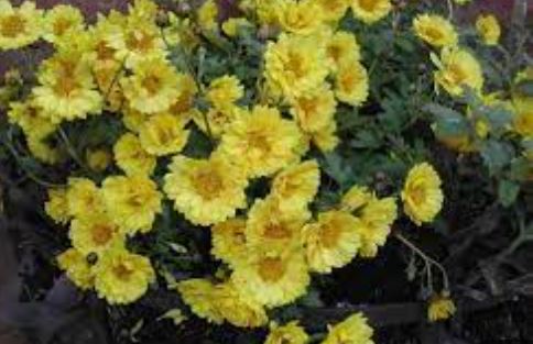 Chrysanthemum, Garden Mum, Florists Mum Fancy That