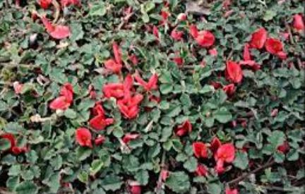 Kennedia Species, Running Postman, Scarlet Runner