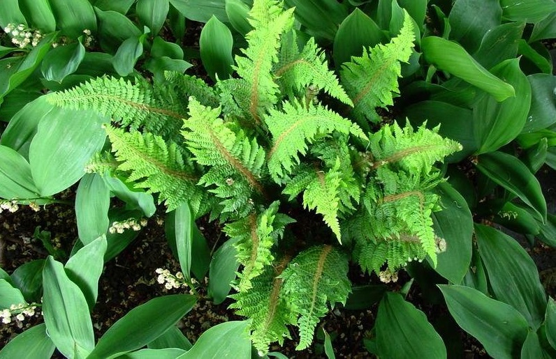 Soft Shield Fern Congestum Cristatum