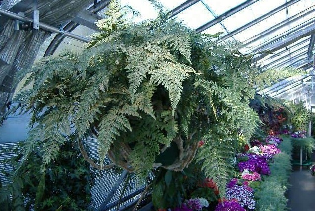 Davallia Species, Rabbits Foot Fern