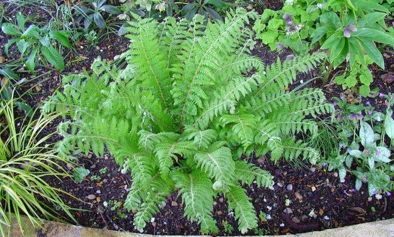 Polystichum Species, Hard Shield Fern