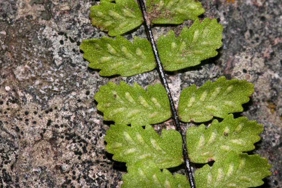 Asplenium Species, Palmers Spleenwort