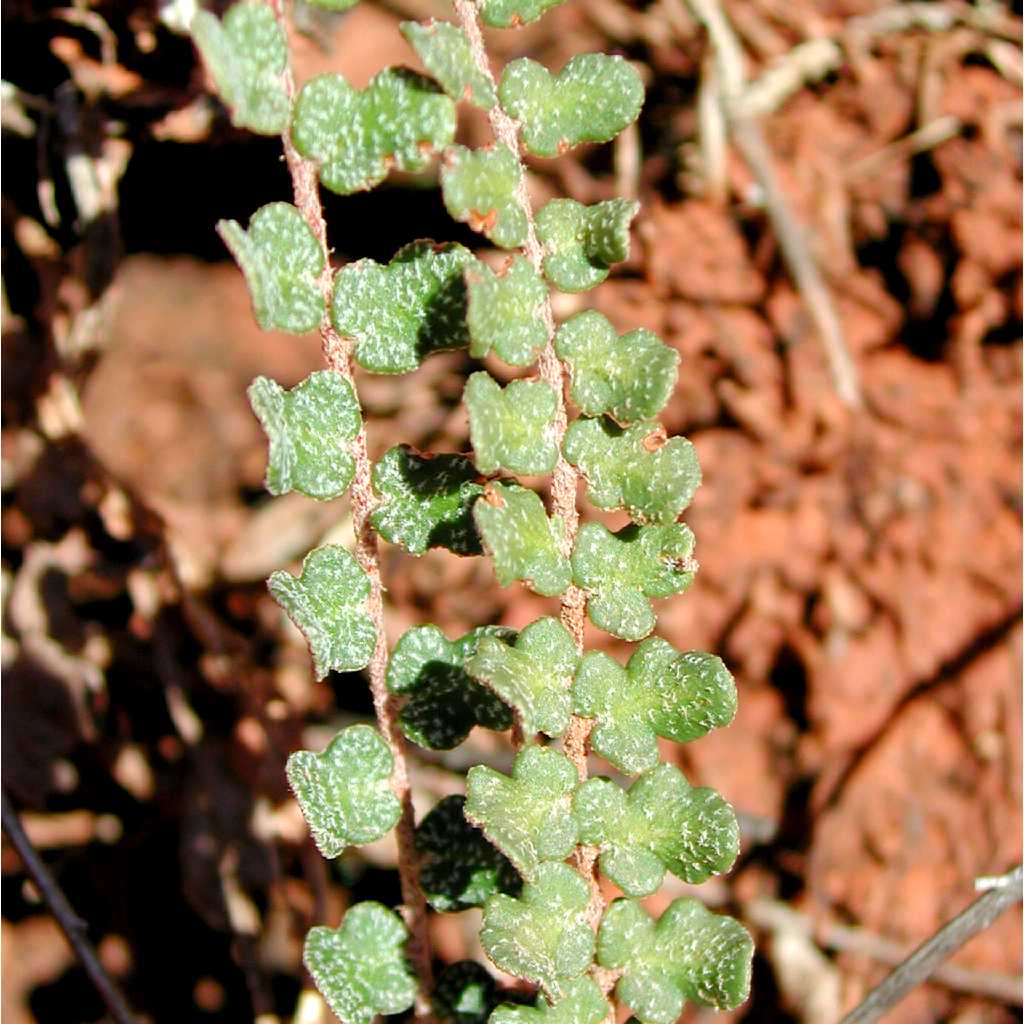 Astrolepis Species, Chihuahua Scaly Cloakfern