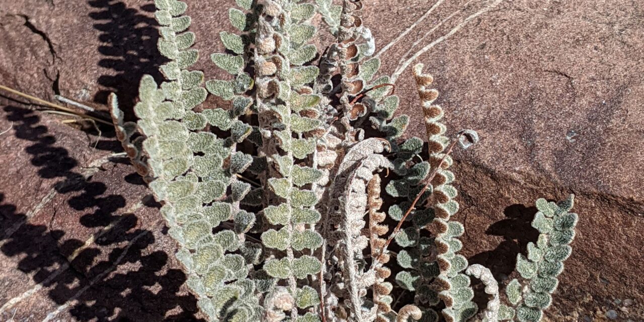 Astrolepis Species, Hybrid Cloakfern