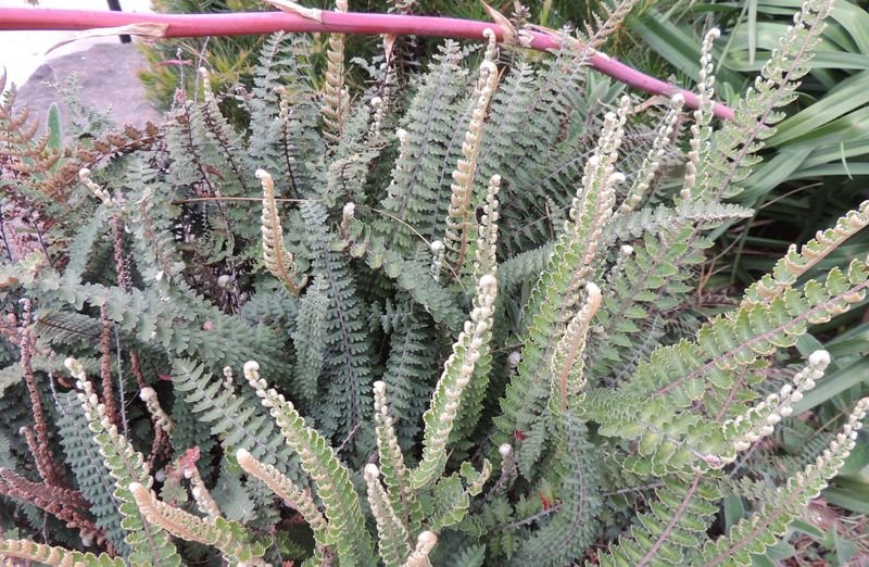 Astrolepis Species, Windhams Scaly Cloakfern