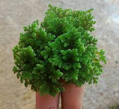 Azolla Species, Mexican Mosquito Fern