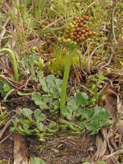 Sceptridium Species, Winter Grape Fern