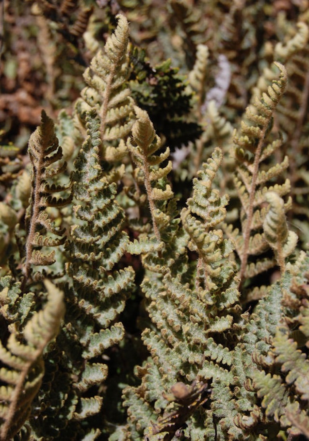 Myriopteris Species, Royal Lipfern