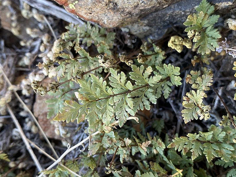 Myriopteris Species, Wrights Lipfern