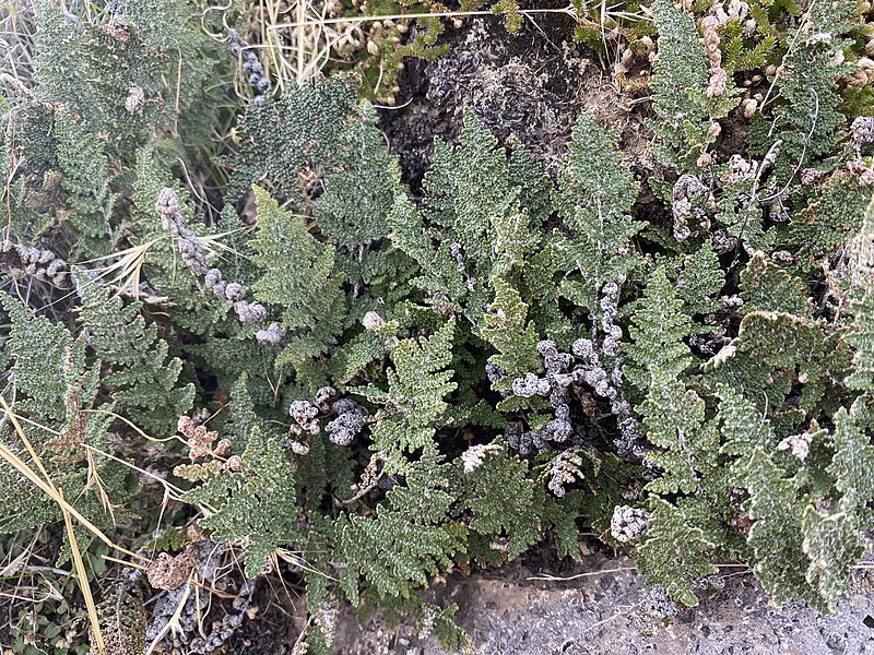 Myriopteris Species, Graceful Lipfern