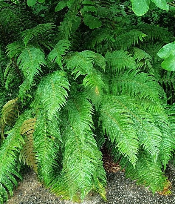 Makinois Holly Fern
