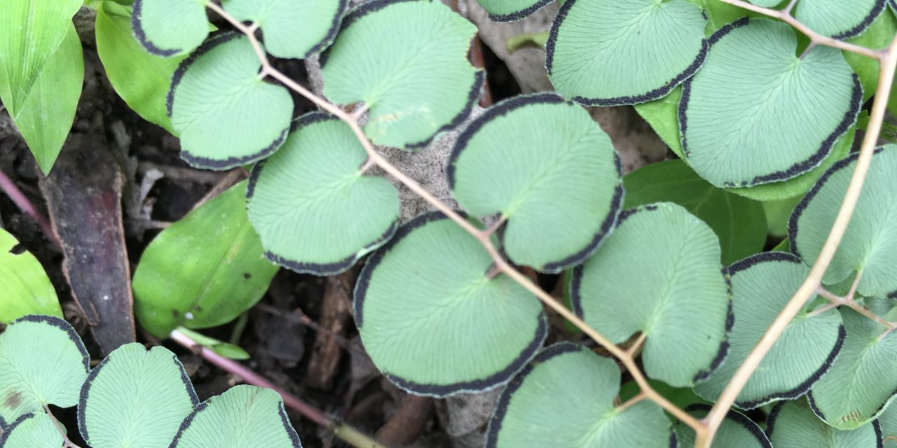 Pellaea Species, Heartleaf Cliffbrake