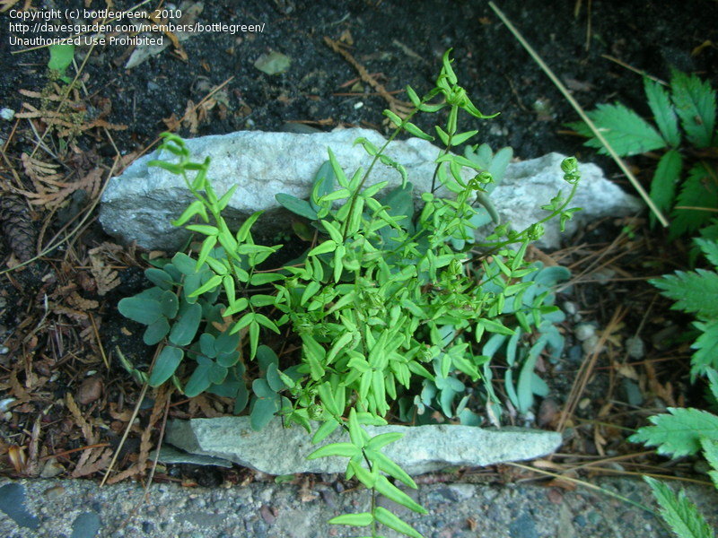 Pellaea Species, Smooth Cliffbrake