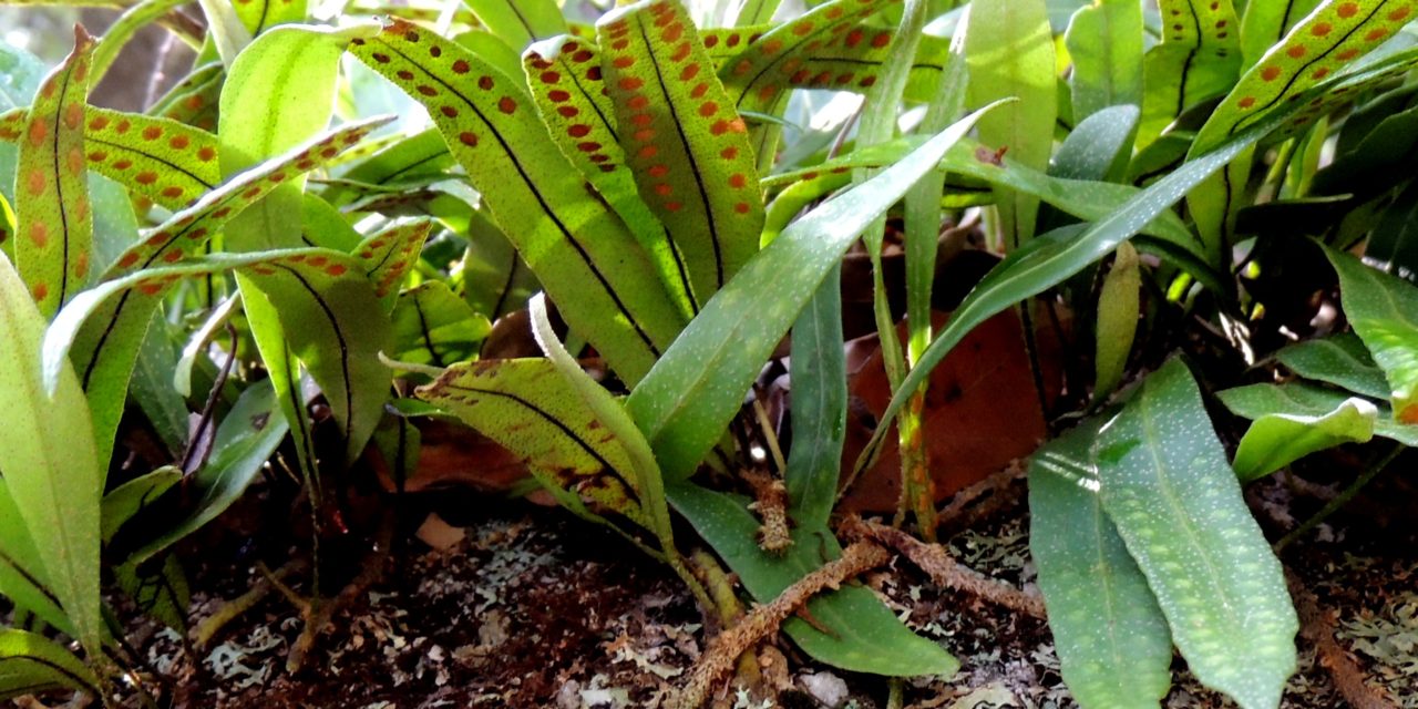Redscale Scaly Polypody Pleopeltis polylepis