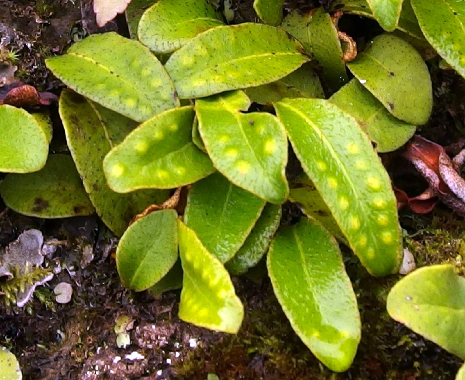 Redscale Scaly Polypody Pleopeltis polylepis var. erythrolepis