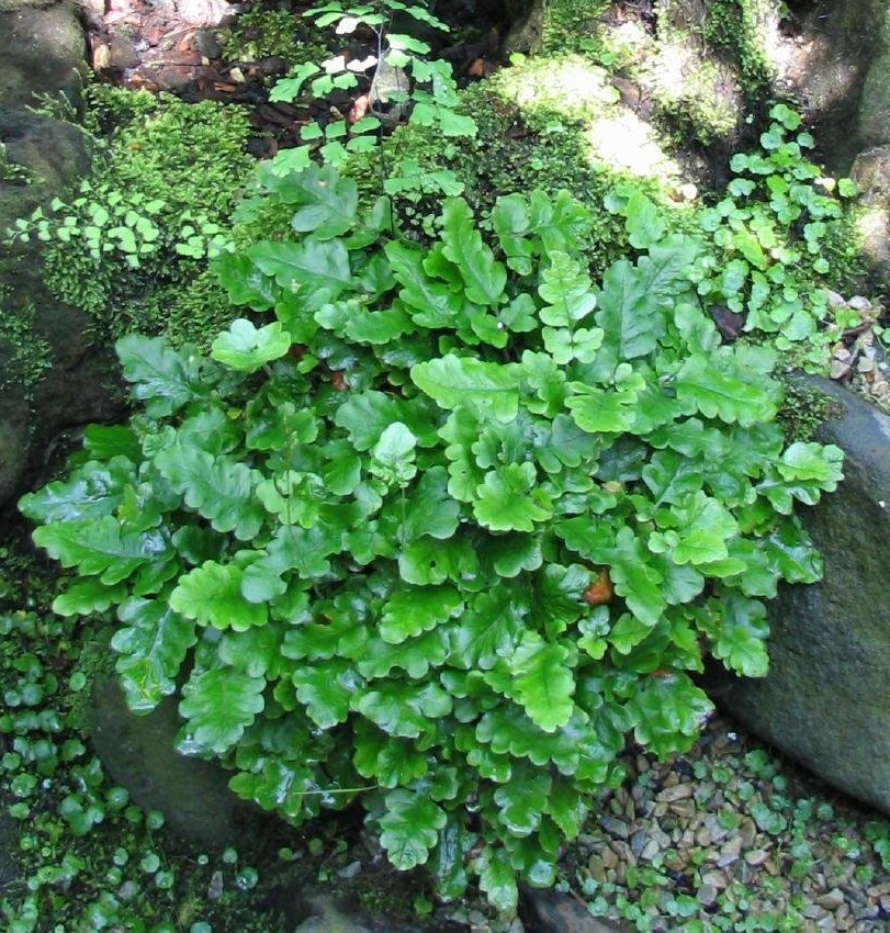 Tectaria Species, Oak Leaf Fern