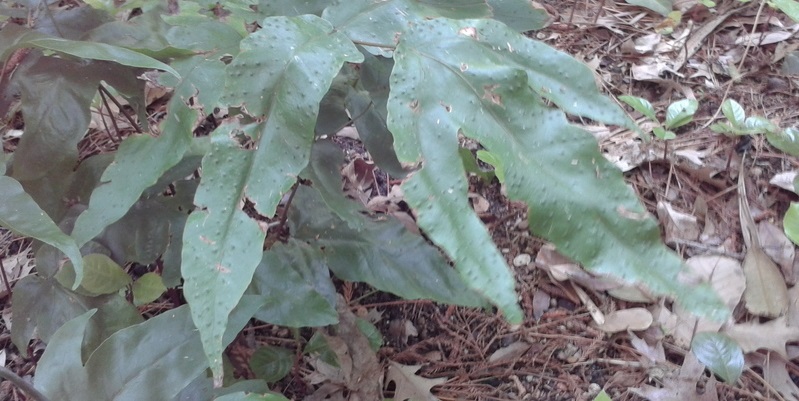 Tectaria Species, Broad Halberd Fern