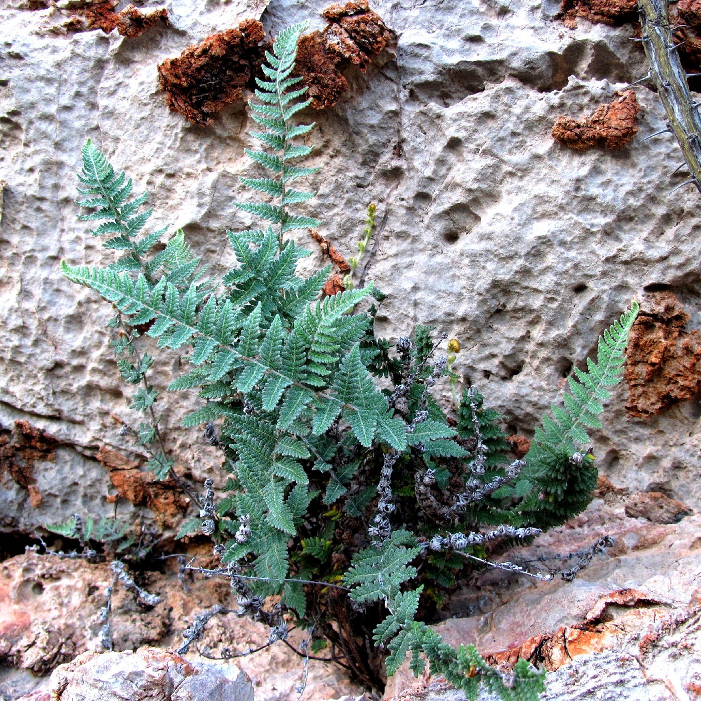 Notholaena Species, Scaled Cloak Fern