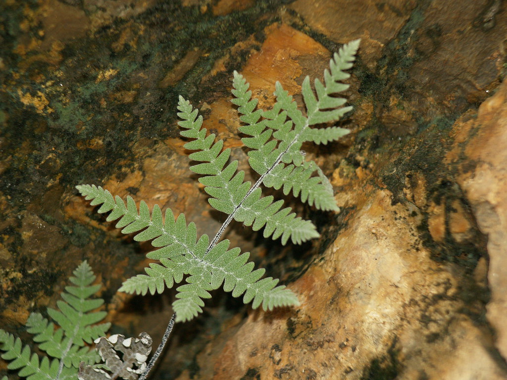 Notholaena Species, Copelands Cloak Fern